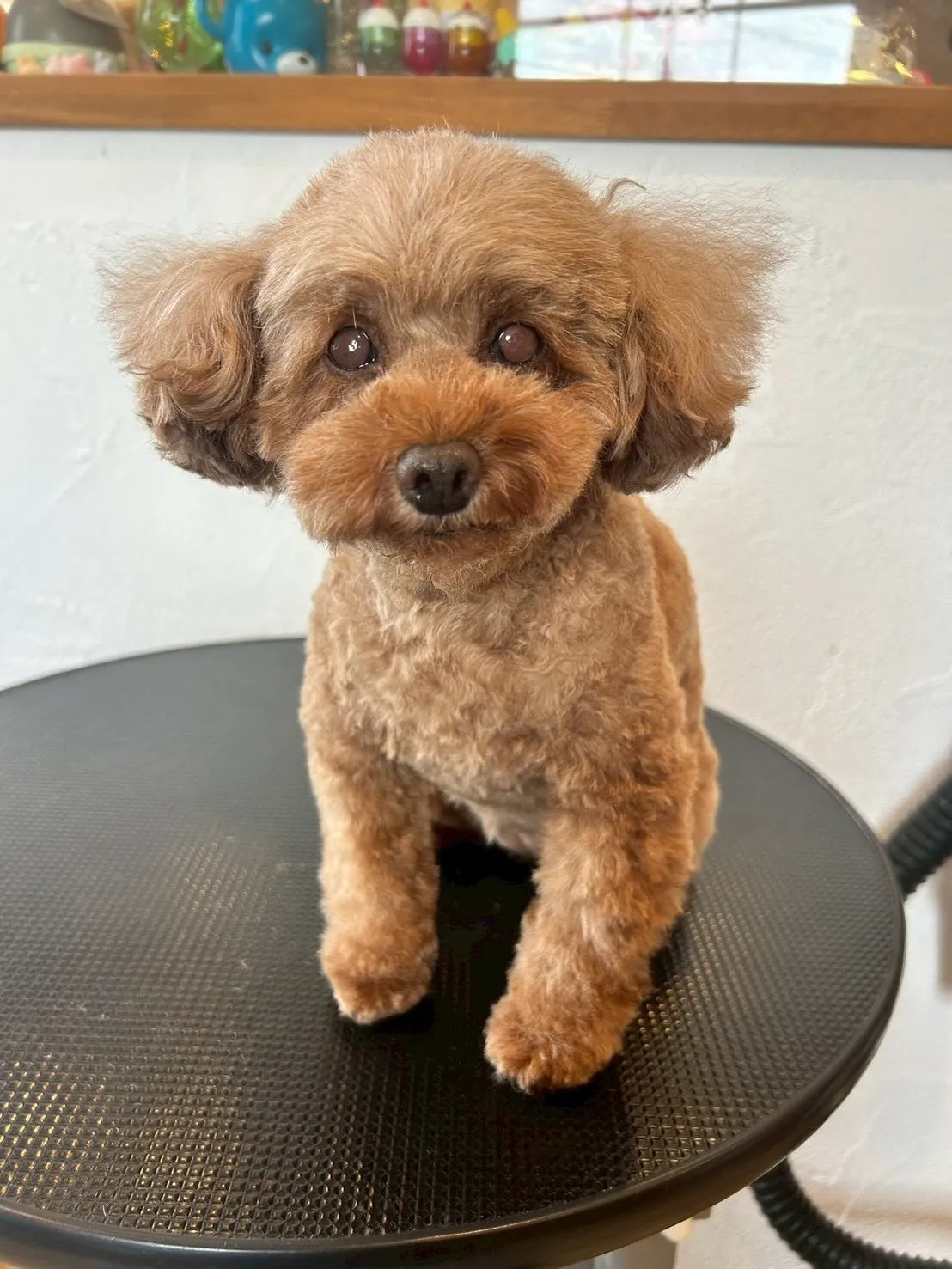 🐾可愛いお友達がたくさん来てくれたよ✨