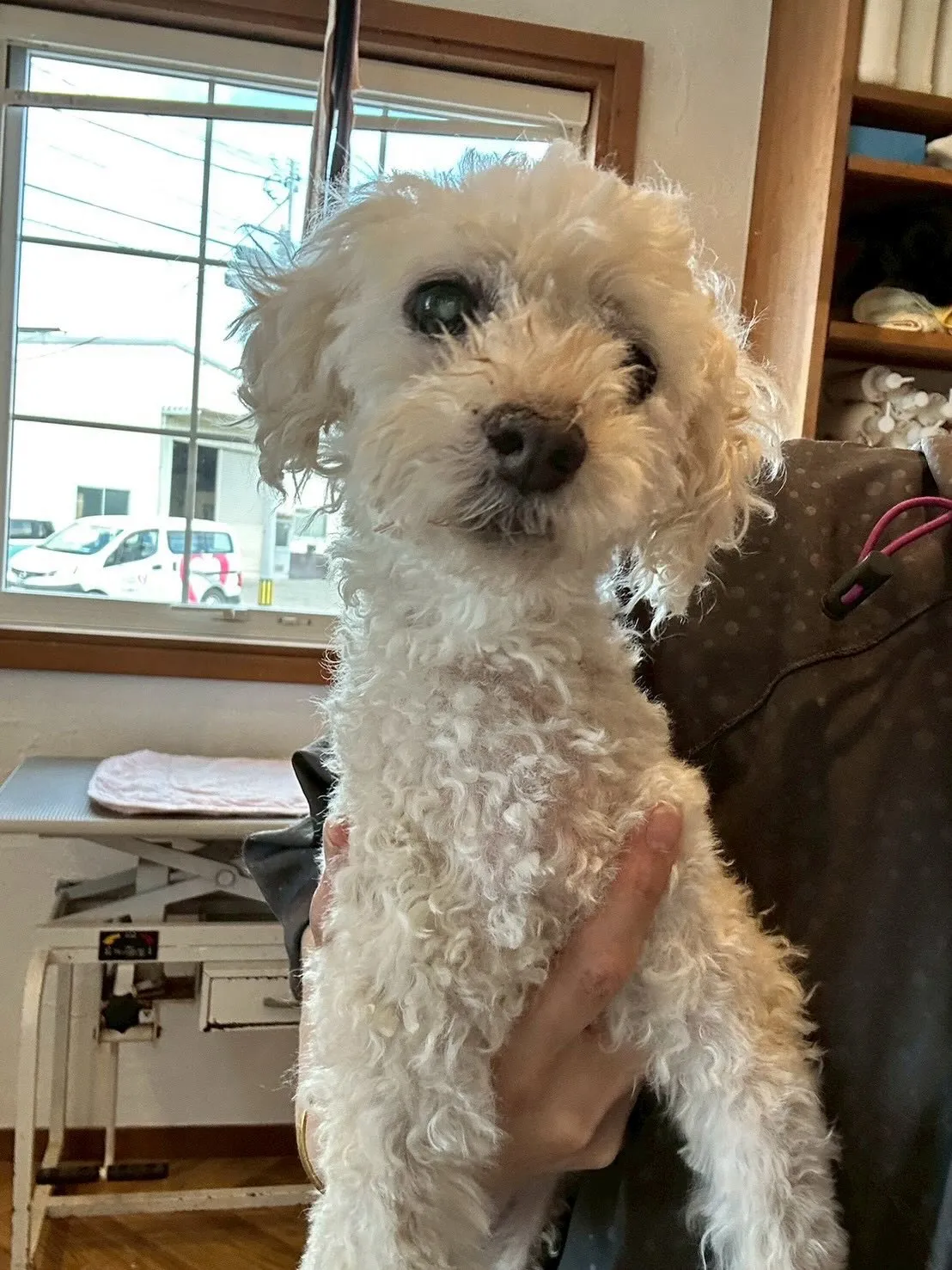 🐶✂️ワンちゃんたちがキラキラ✨光る日です!