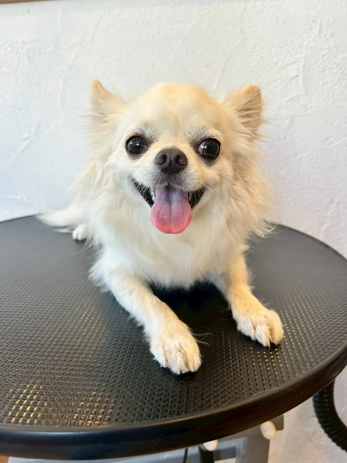 🐶✂️ワンちゃんたちがキラキラ✨光る日です!