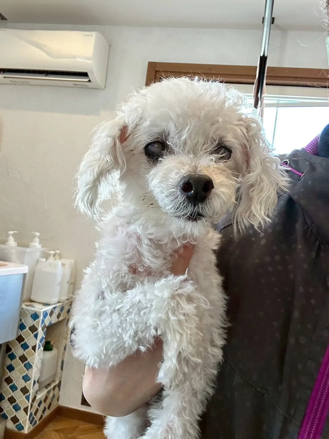 🐶✂️ワンちゃんたちがキラキラ✨光る日です!