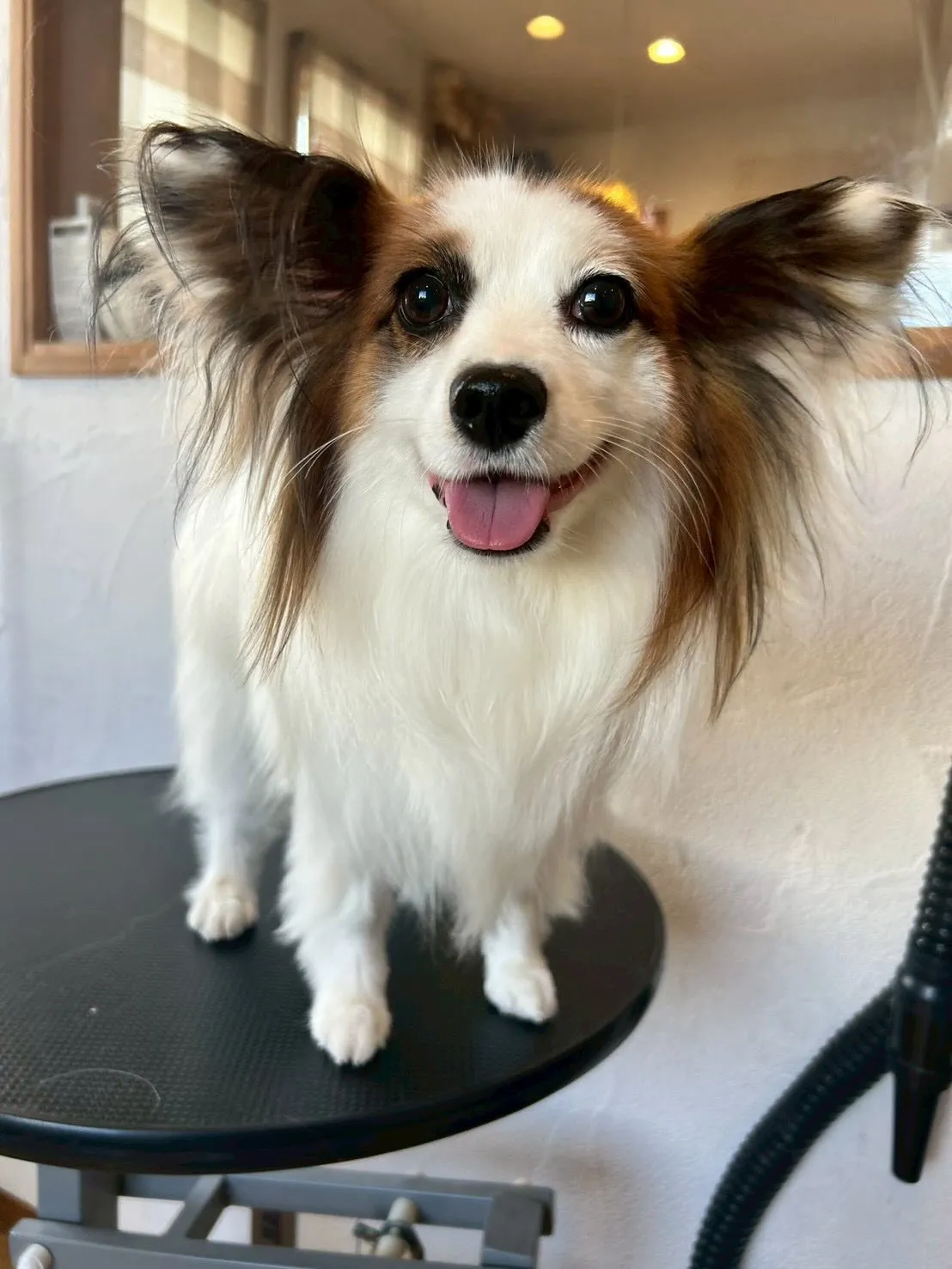 🐶✂️ワンちゃんたちがキラキラ✨光る日です!