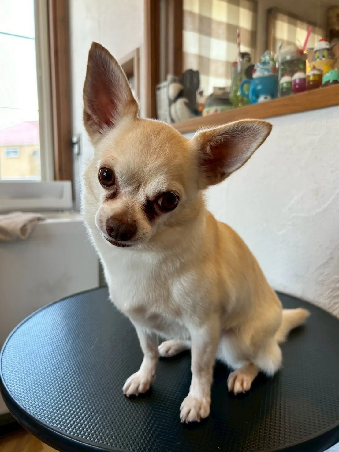 🐾✨素敵なワンちゃんたちがご来店🐶💕✨