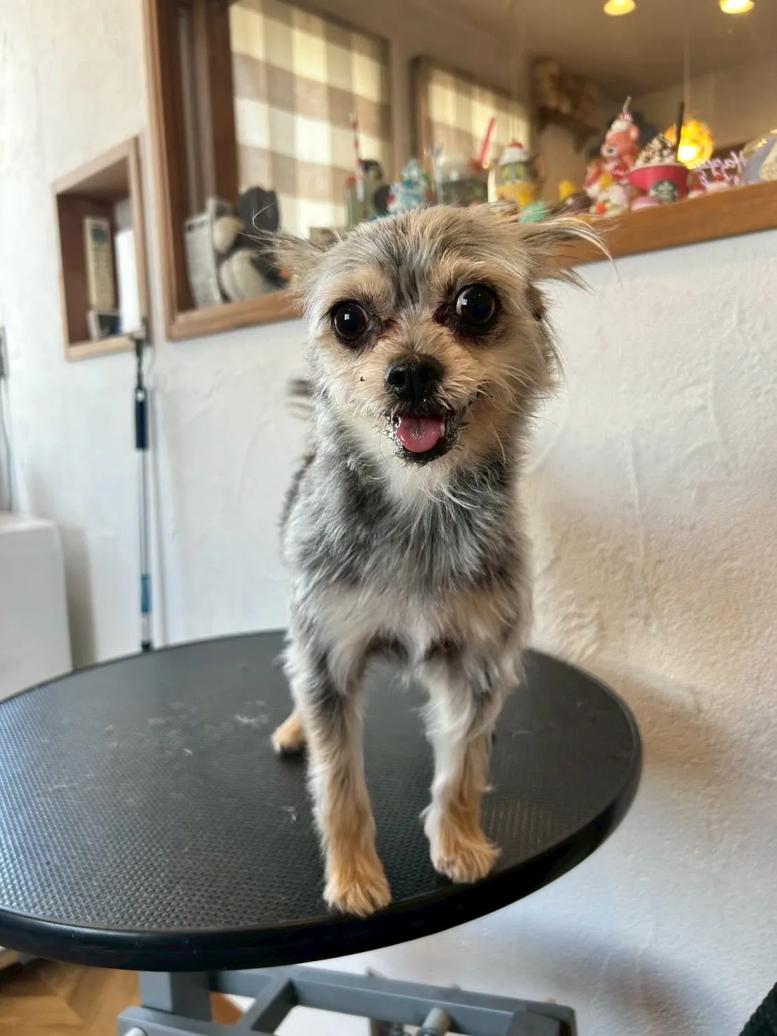 🐾✨素敵なワンちゃんたちがご来店🐶💕✨