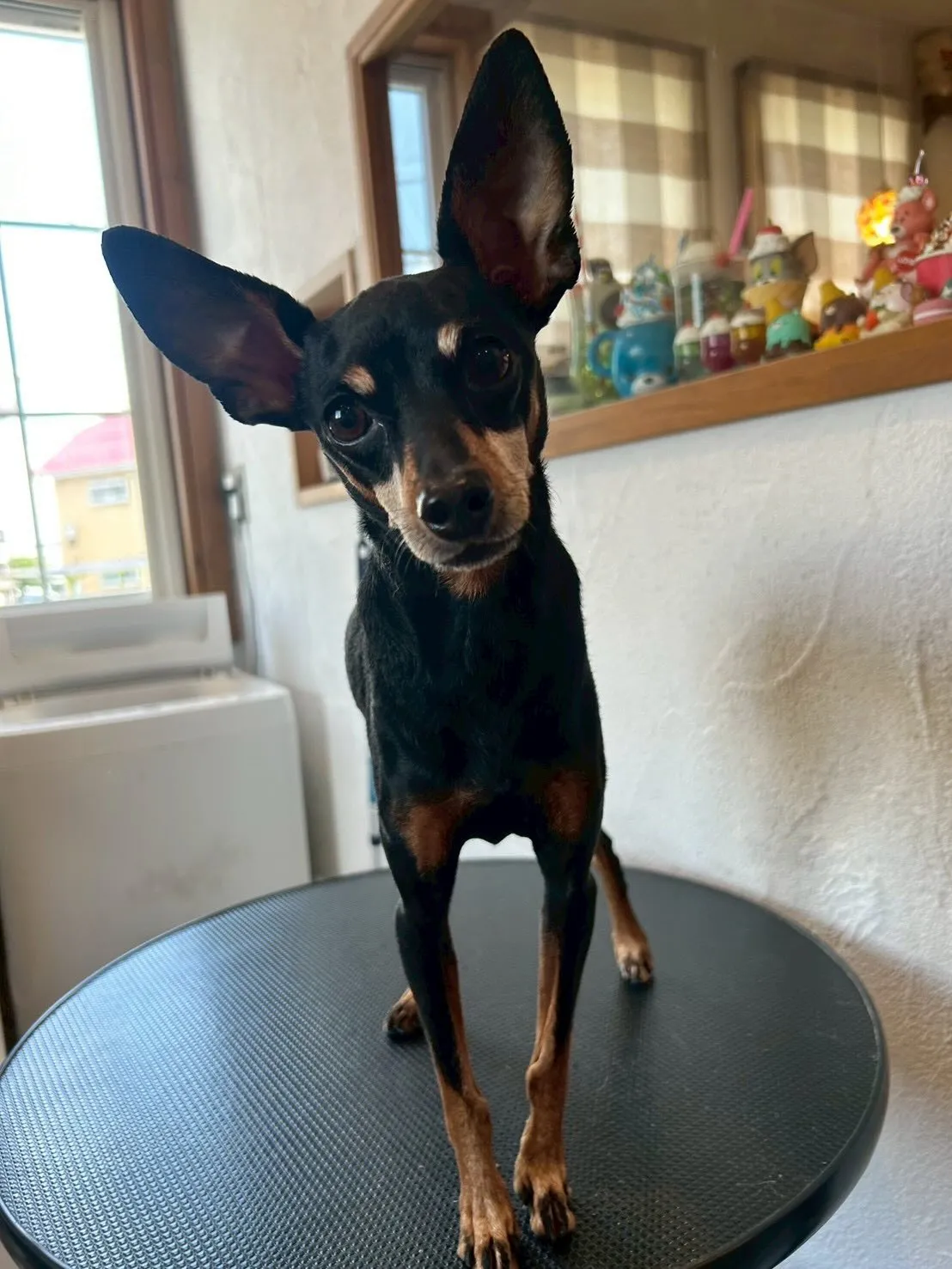 🐾✨素敵なワンちゃんたちがご来店🐶💕✨