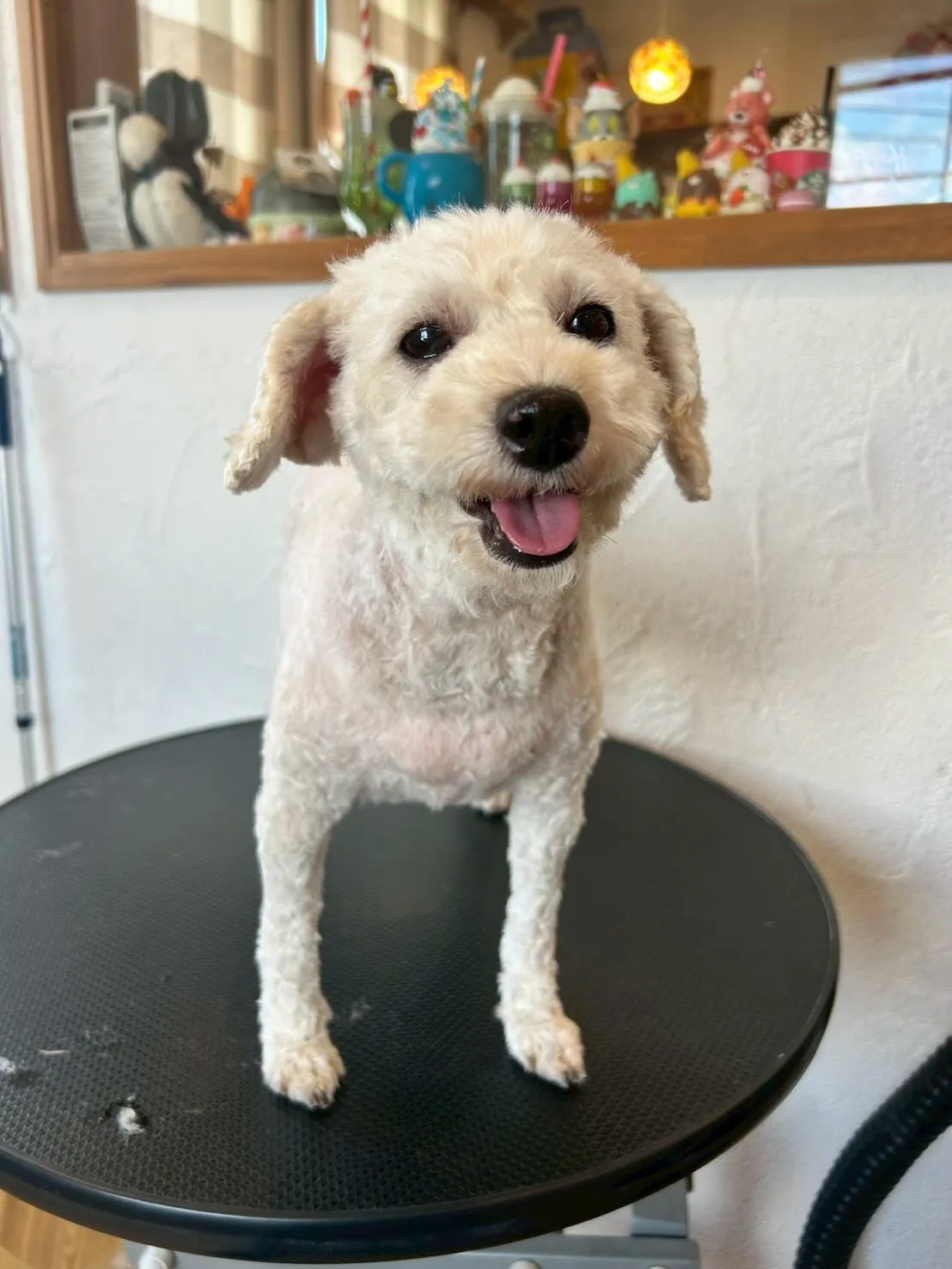 🐾✨素敵なワンちゃんたちがご来店🐶💕✨