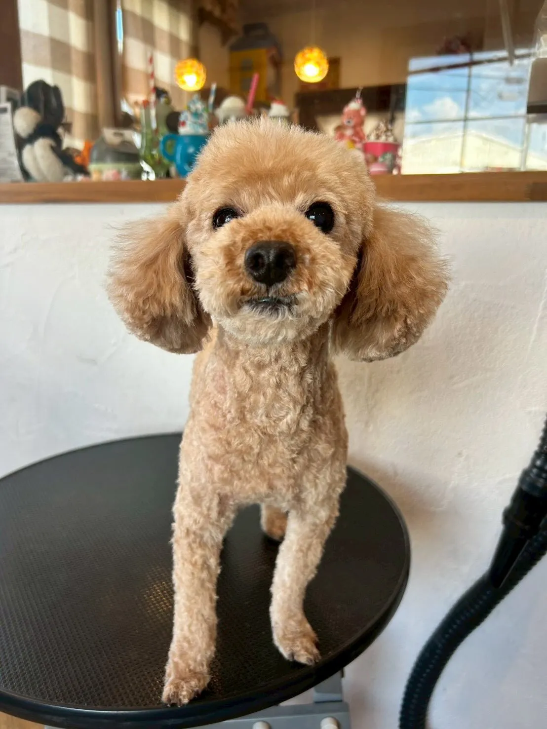 🐾✨素敵なワンちゃんたちがご来店🐶💕✨