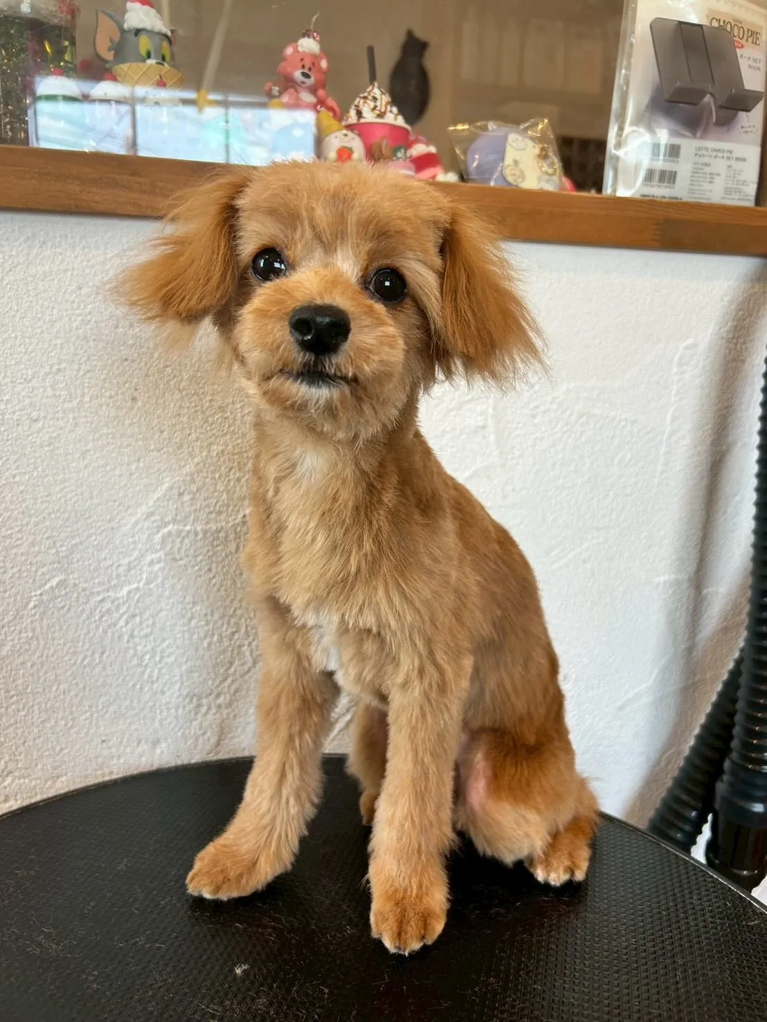 ✨🐶 元気いっぱいのワンちゃんたちがトリミングに来てくれまし...