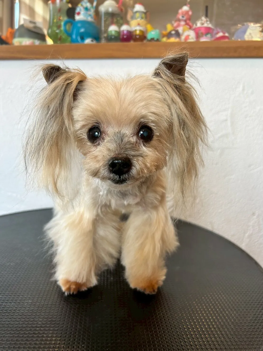 ✨🐶 元気いっぱいのワンちゃんたちがトリミングに来てくれまし...