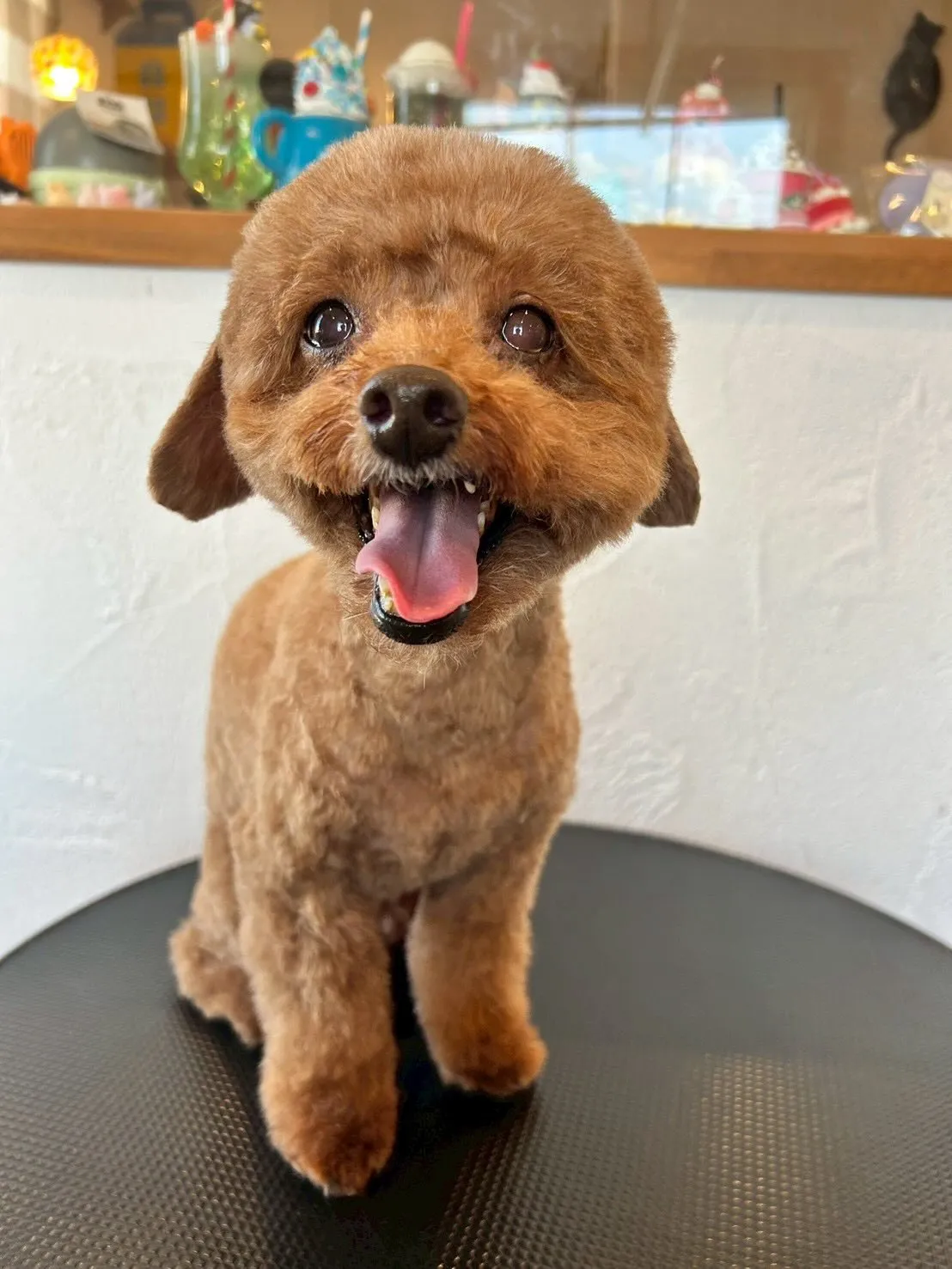 ✨🐶 元気いっぱいのワンちゃんたちがトリミングに来てくれまし...