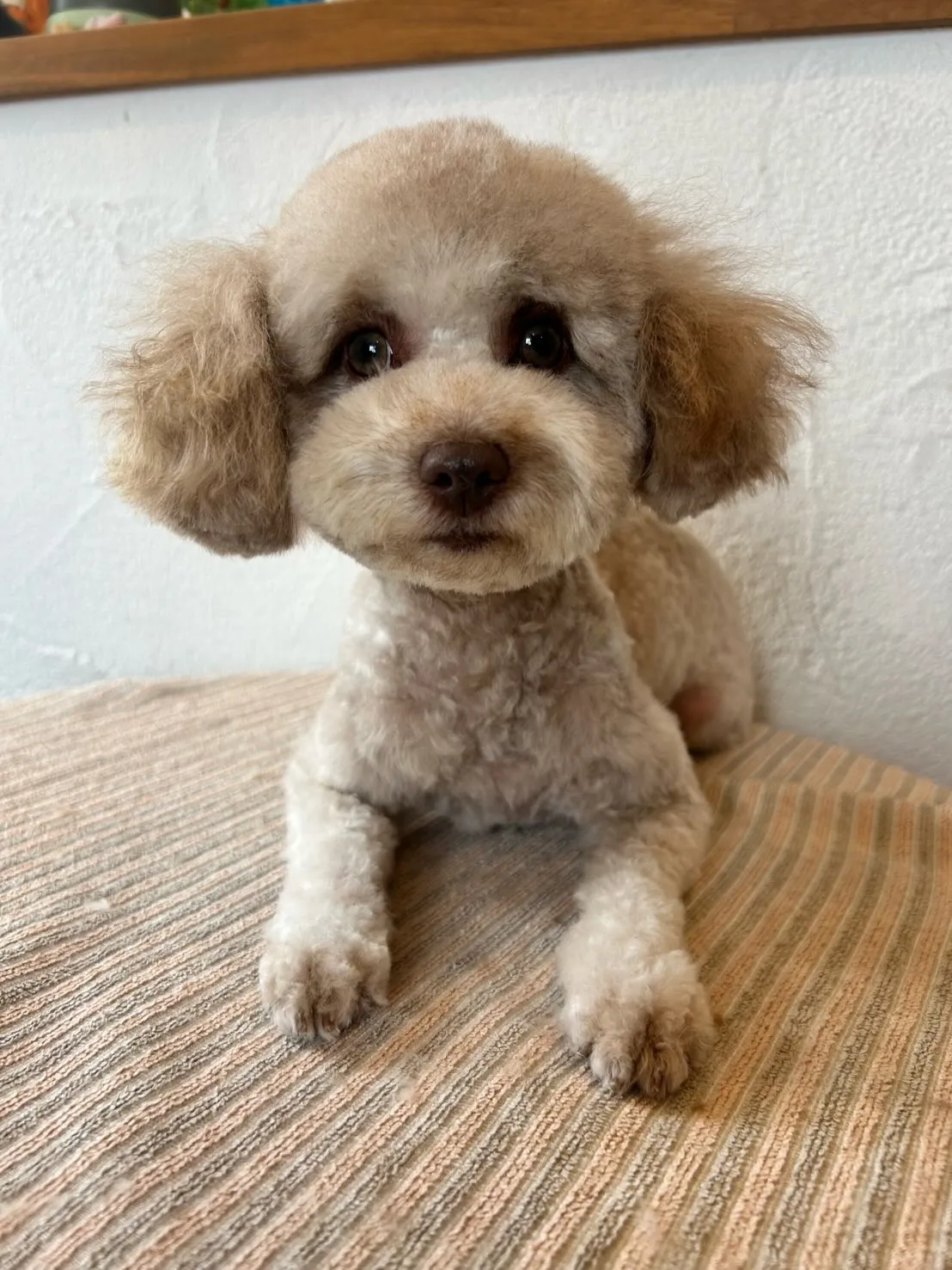 🐶✨可愛いお客様をご紹介します!