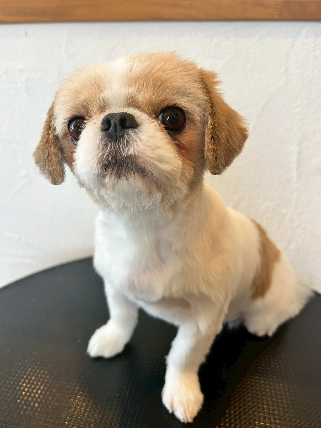 🐶✨可愛いお客様をご紹介します!