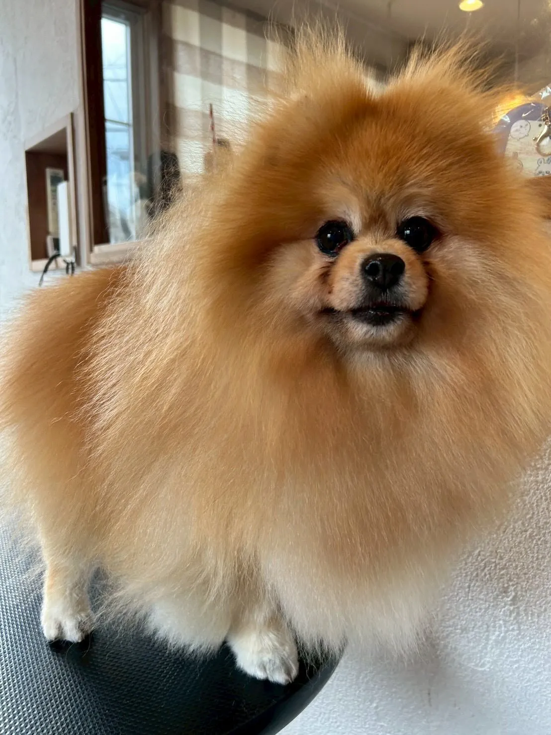 トリミングサロンにようこそ🐶✂️✨！