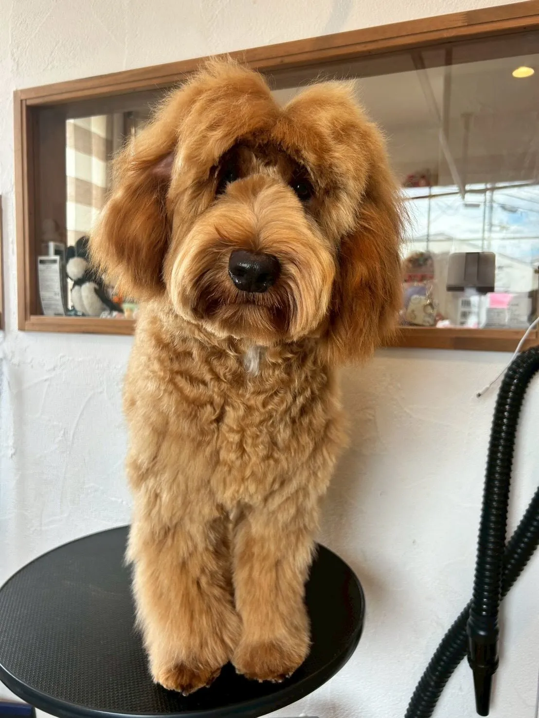 トリミングサロンにようこそ🐶✂️✨！