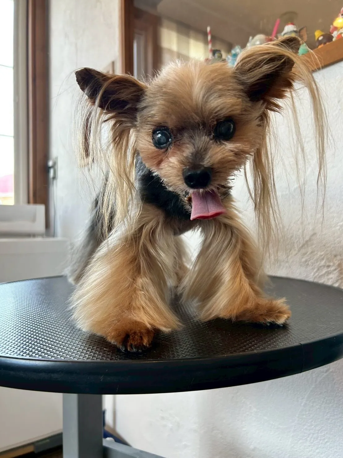 トリミングサロンにようこそ🐶✂️✨！