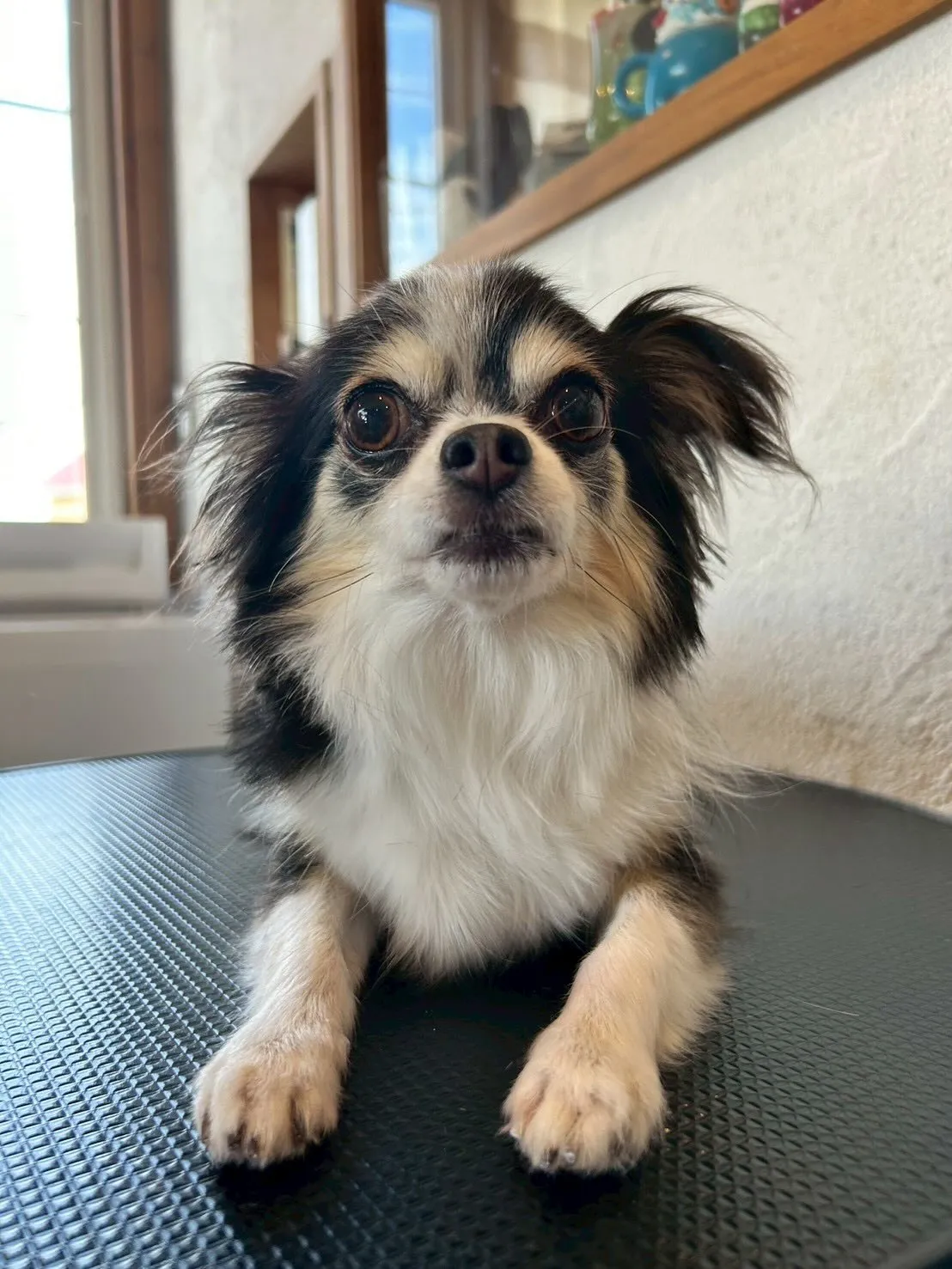 トリミングサロンにようこそ🐶✂️✨！