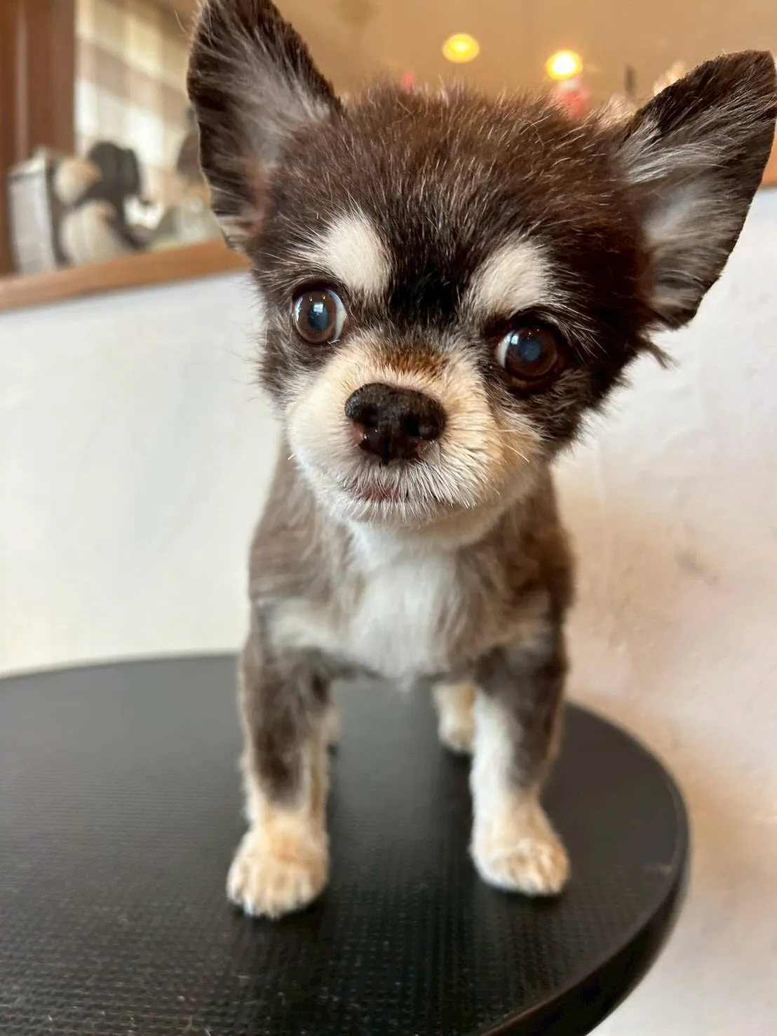 わんちゃんたちのビューティーデイです🐶✨