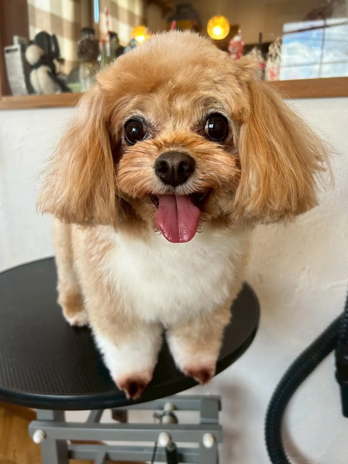 わんちゃんたちのビューティーデイです🐶✨