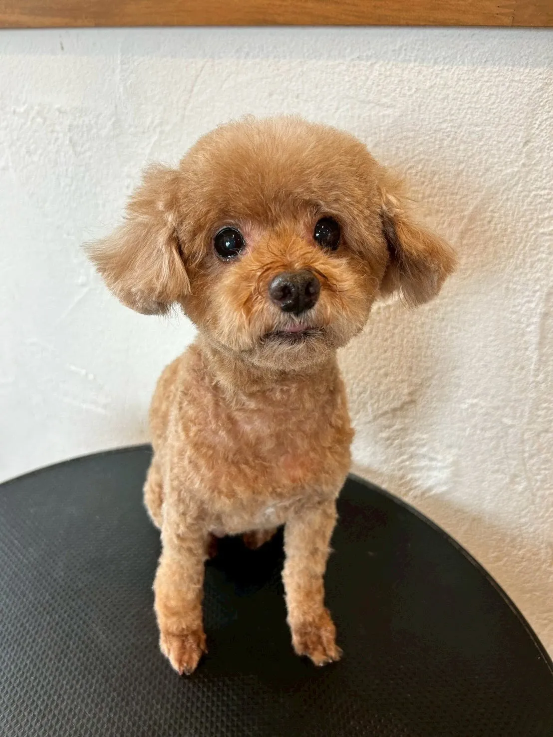 🎉🎈トリミングサロンで素敵なワンちゃんたちを紹介するよ🐶✂️...