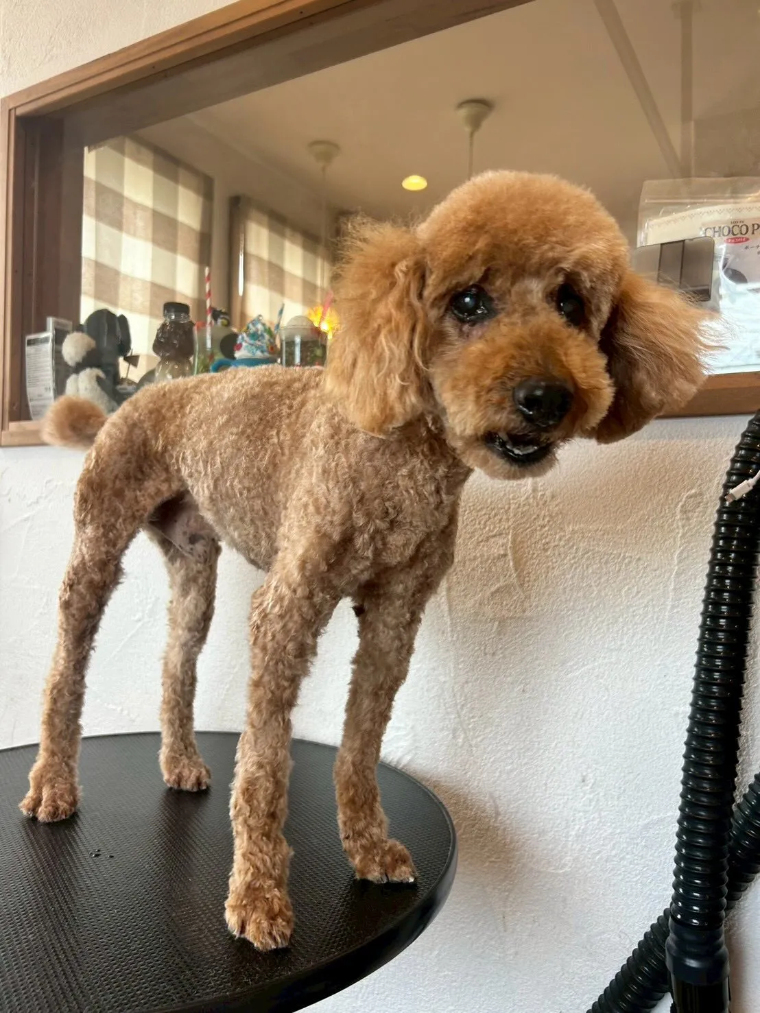 🎉🎈トリミングサロンで素敵なワンちゃんたちを紹介するよ🐶✂️...