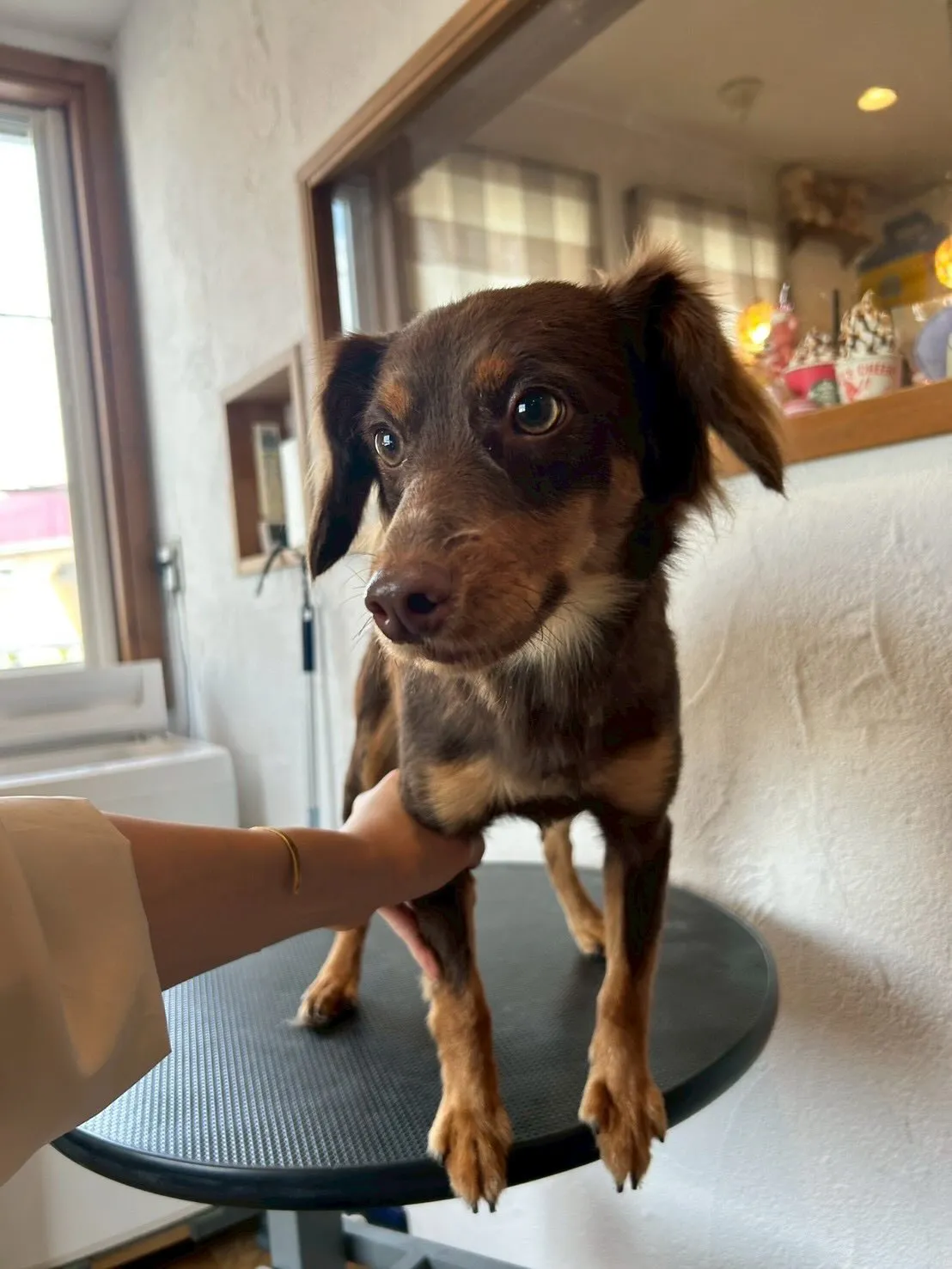 🎉🎈トリミングサロンで素敵なワンちゃんたちを紹介するよ🐶✂️...