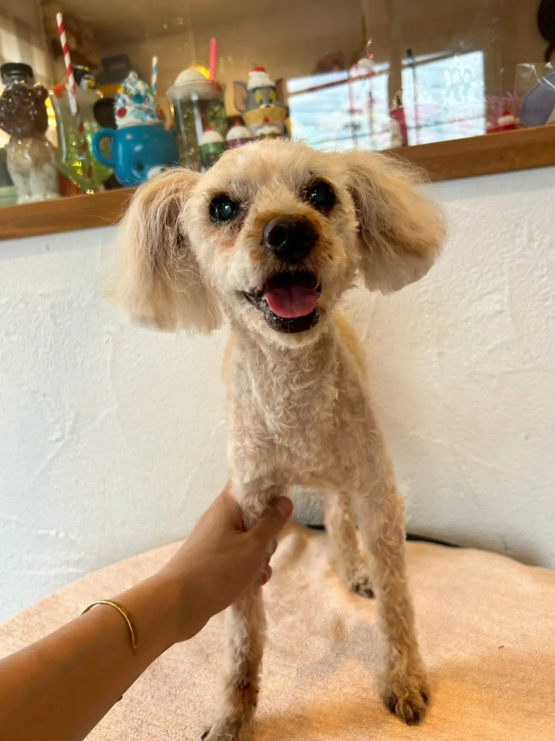 🌟トリミングサロン日記🌟