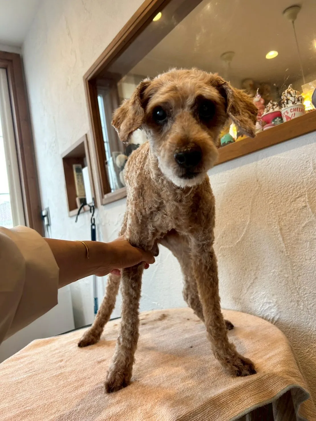 🌟トリミングサロン日記🌟