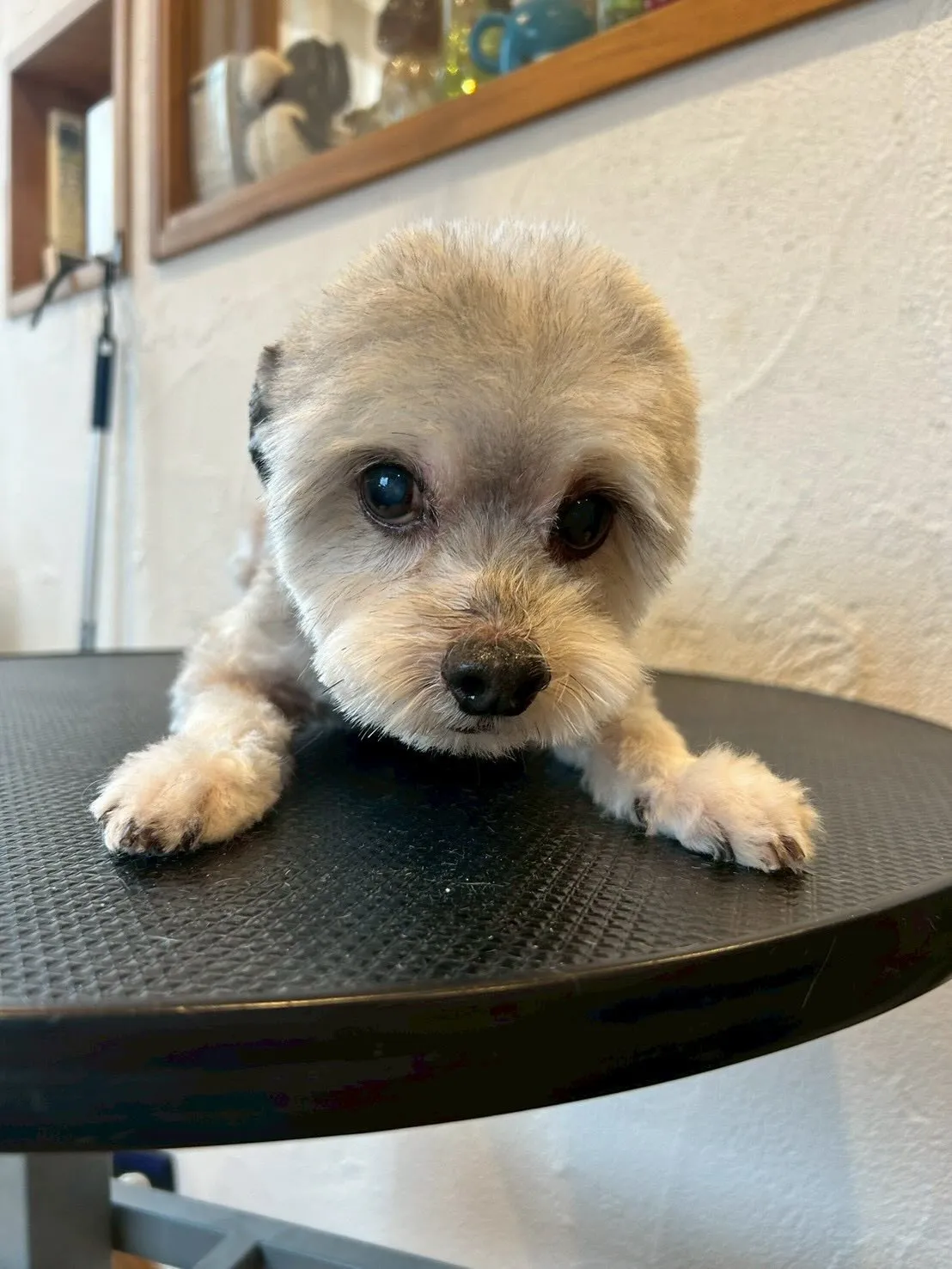 🌟トリミングサロン日記🌟