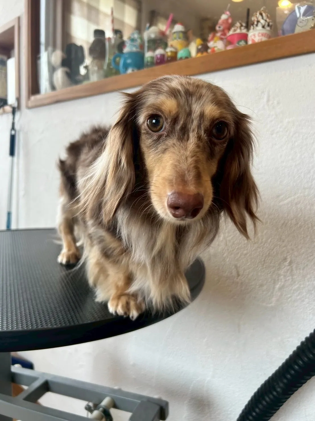 ようこそ！🐶✂️🐾