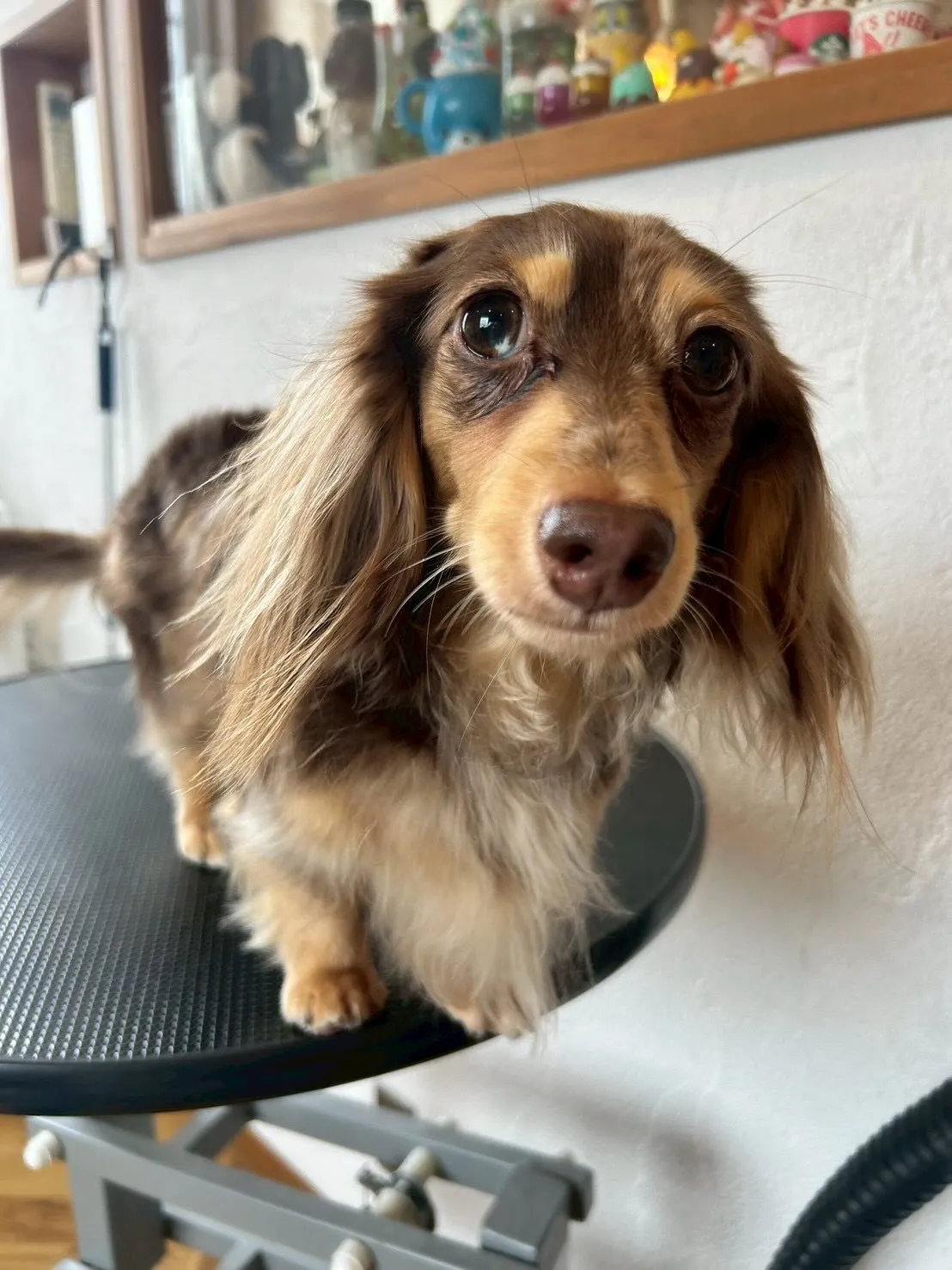 ようこそ！🐶✂️🐾