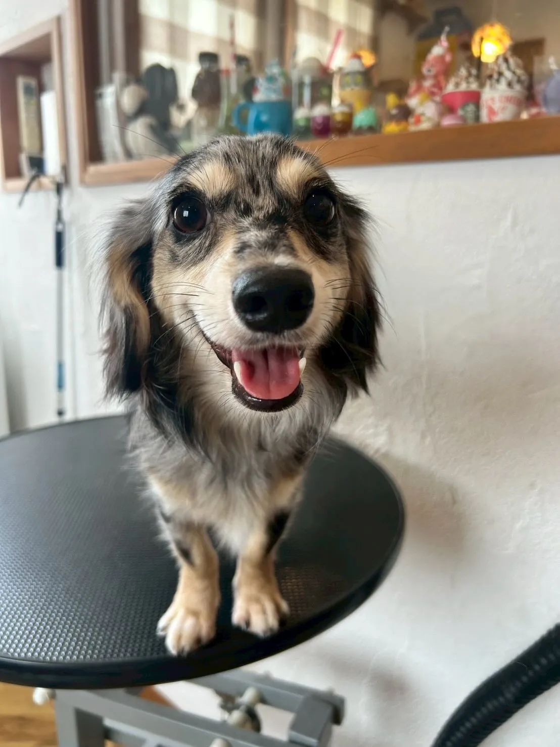 ようこそ！🐶✂️🐾