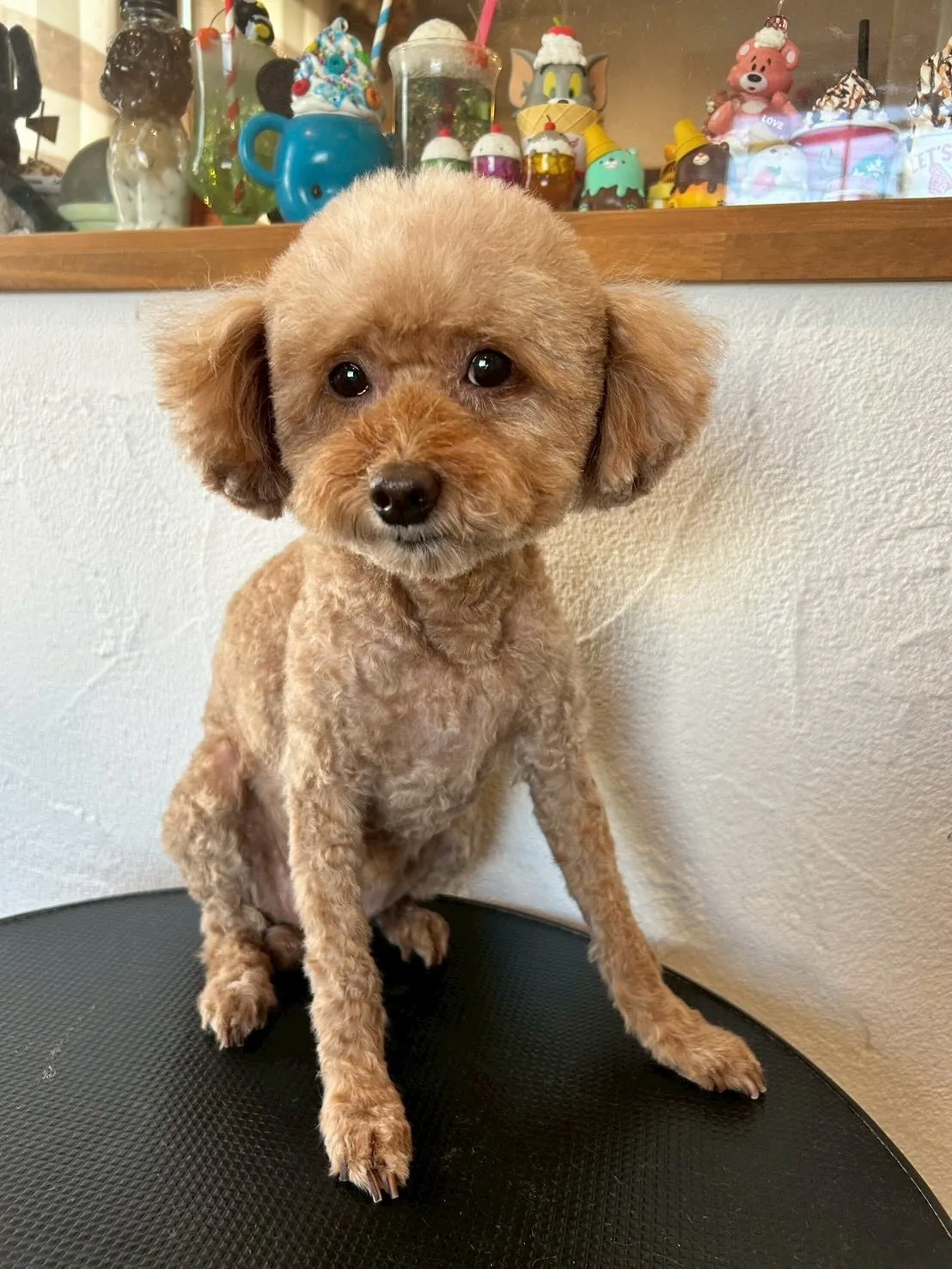 ようこそ！🐶✂️🐾