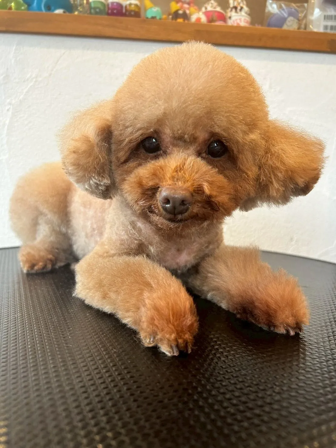 🌟🐩 トリミングサロンへようこそ！💕