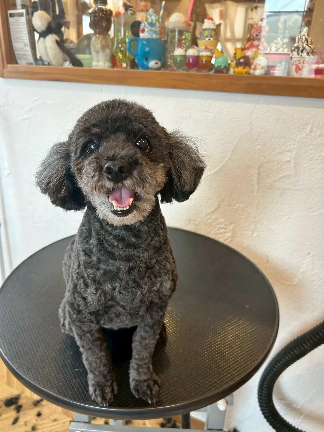 🌟🐩 トリミングサロンへようこそ！💕