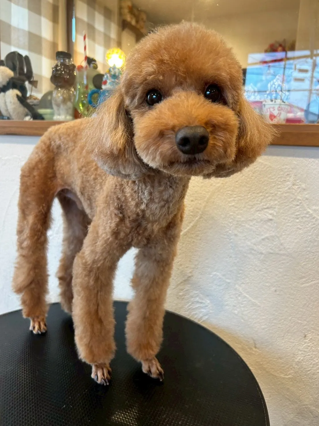 🌟🐩 トリミングサロンへようこそ！💕