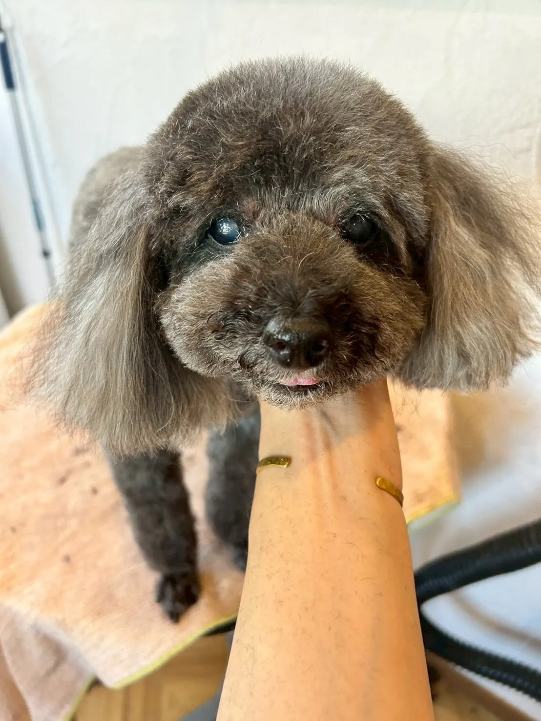 ドッグエリアが賑やかに🏡✨