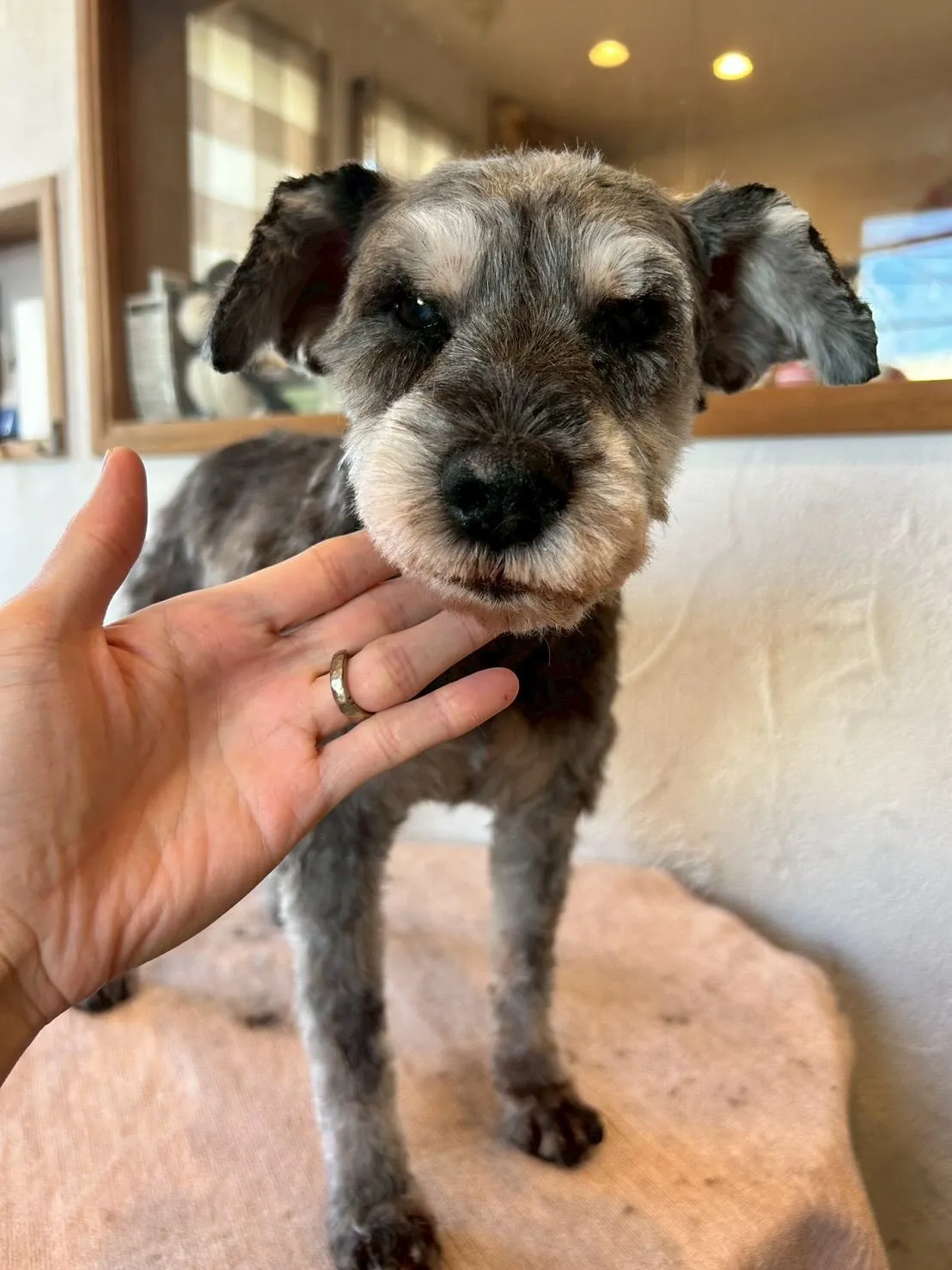 ドッグエリアが賑やかに🏡✨