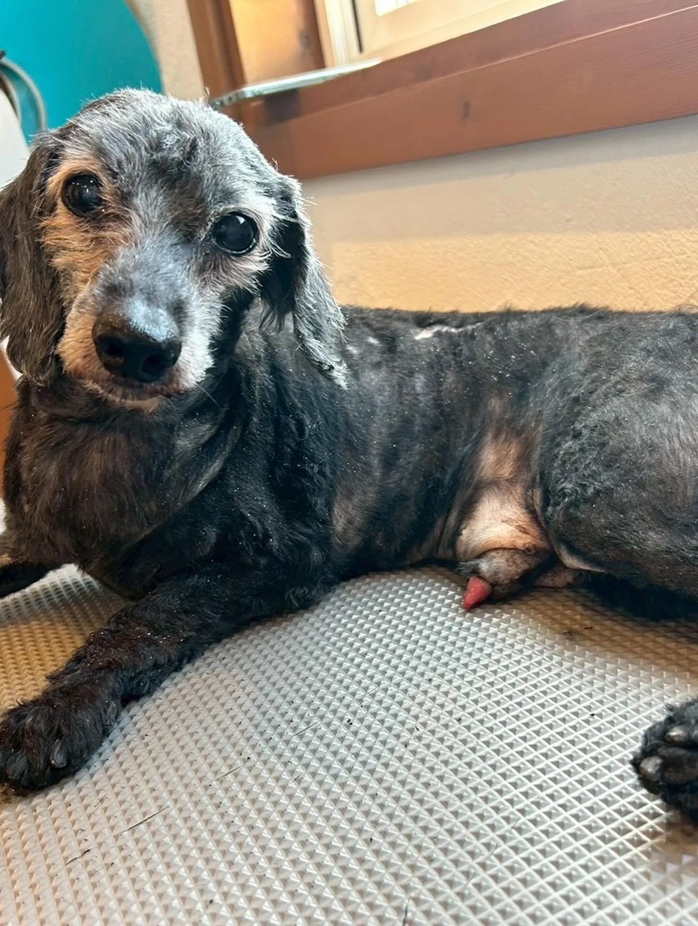 ドッグエリアが賑やかに🏡✨