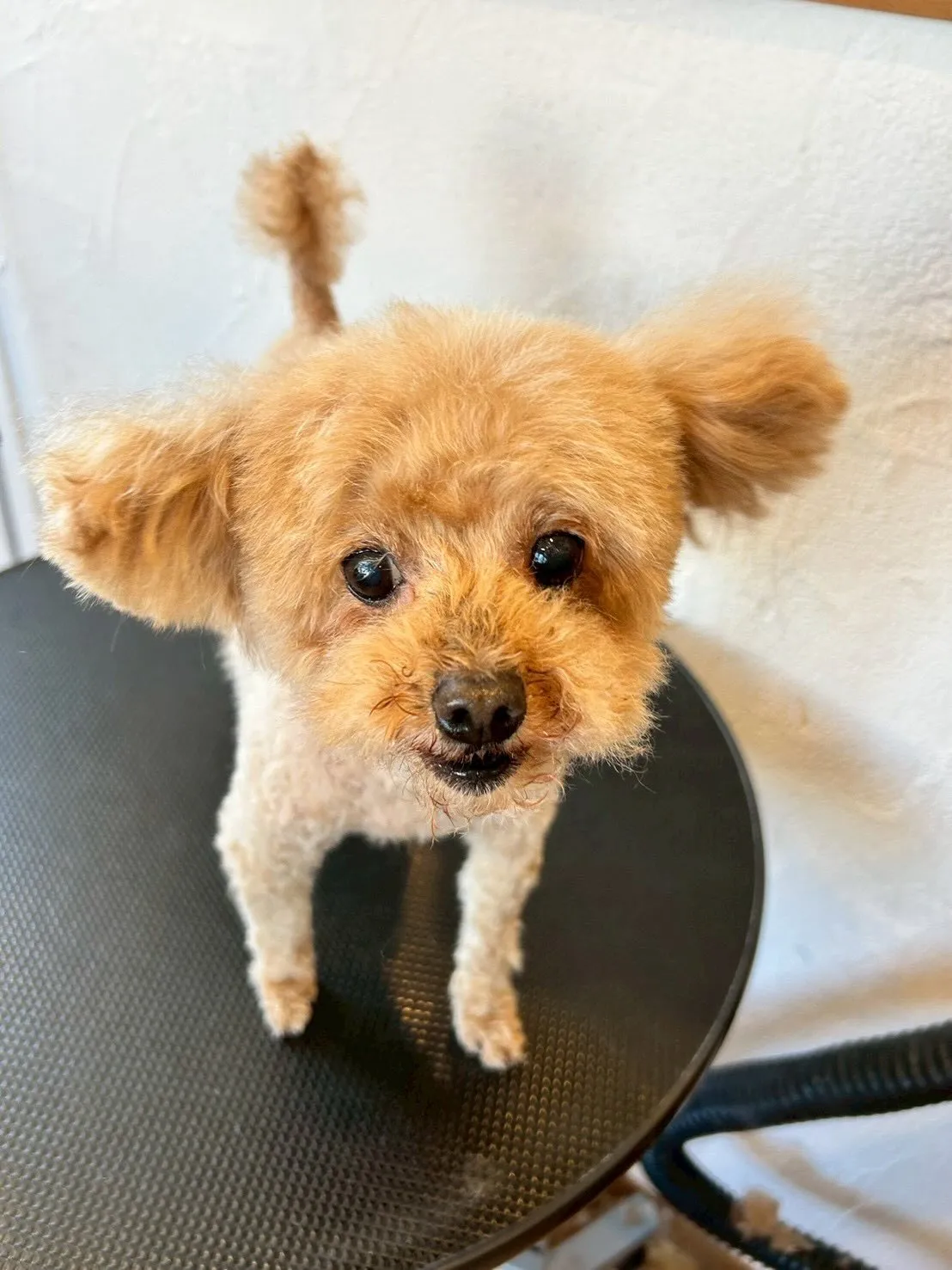 たくさんのワンちゃんたちがトリミングに来てくれました！🐶✨