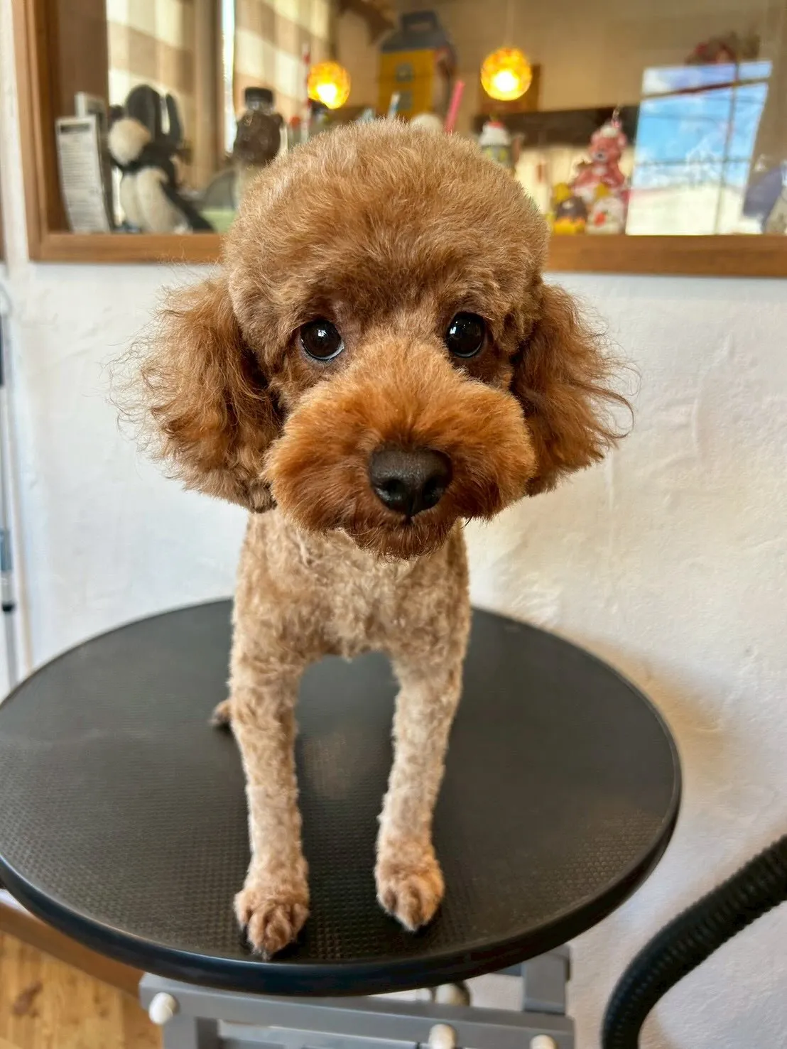 たくさんのワンちゃんたちがトリミングに来てくれました！🐶✨