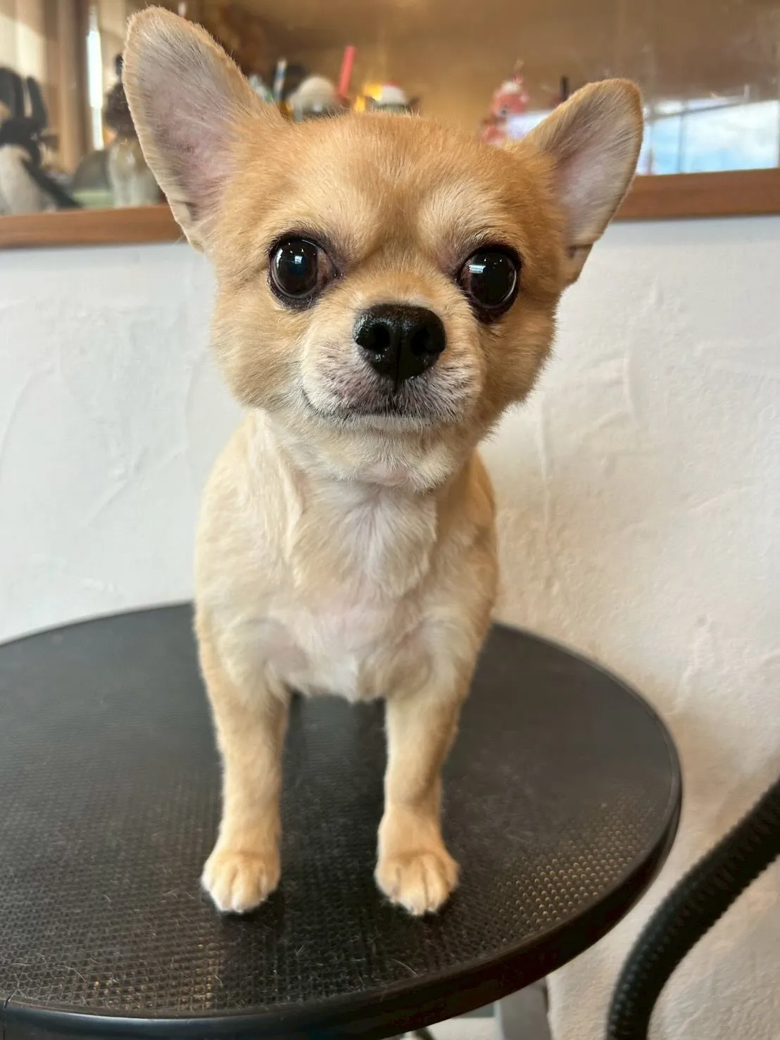 たくさんのワンちゃんたちがトリミングに来てくれました！🐶✨