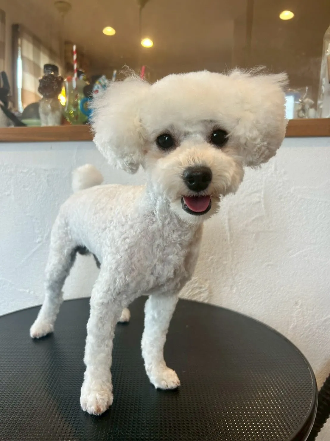 たくさんのワンちゃんたちがトリミングに来てくれました！🐶✨