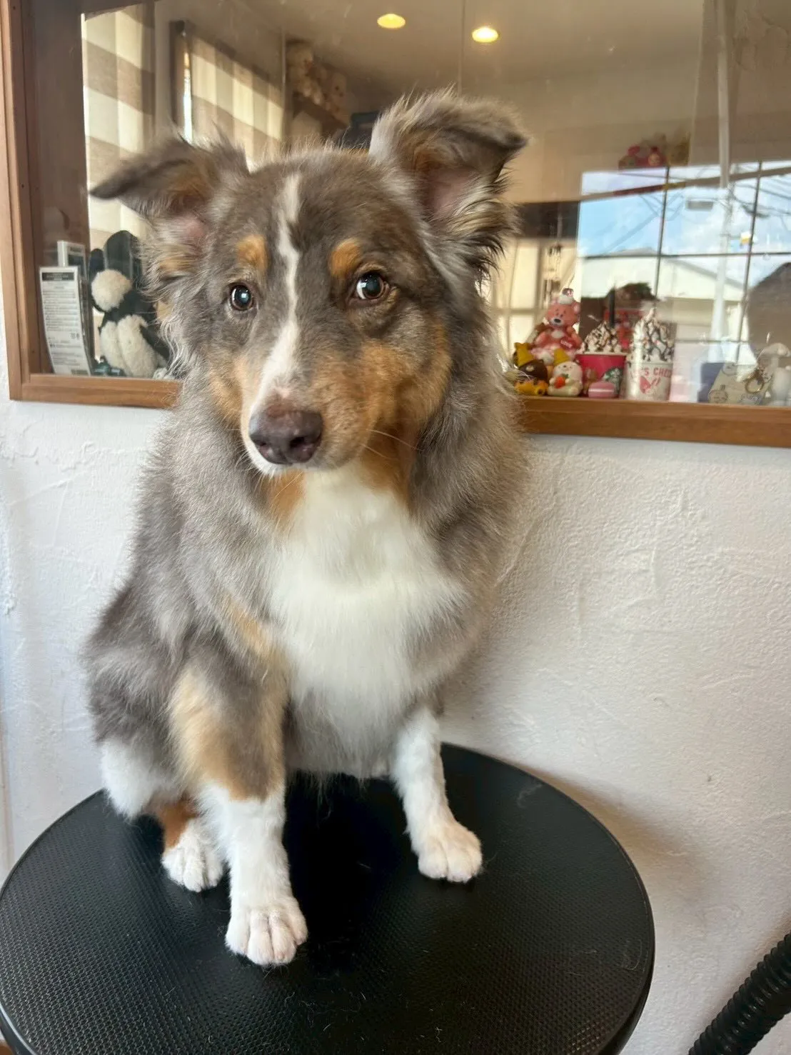 トリミングサロンに遊びに来たワンちゃんたちをご紹介！🐾✨