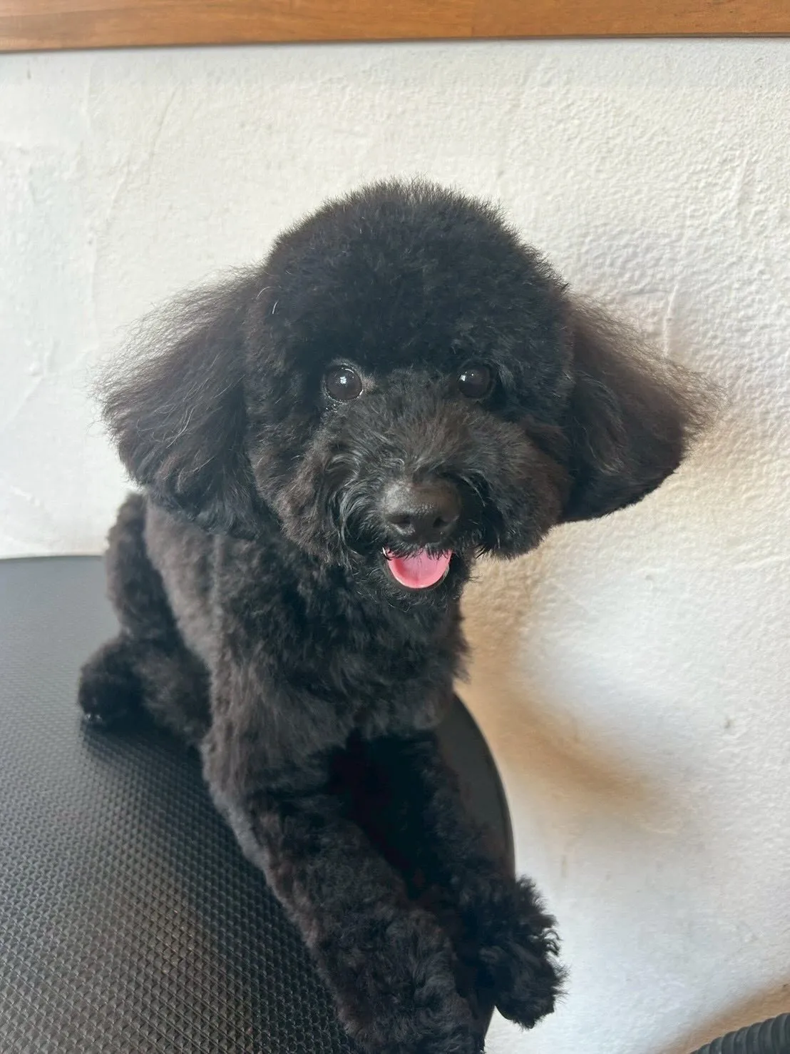 トリミングサロンに遊びに来たワンちゃんたちをご紹介！🐾✨