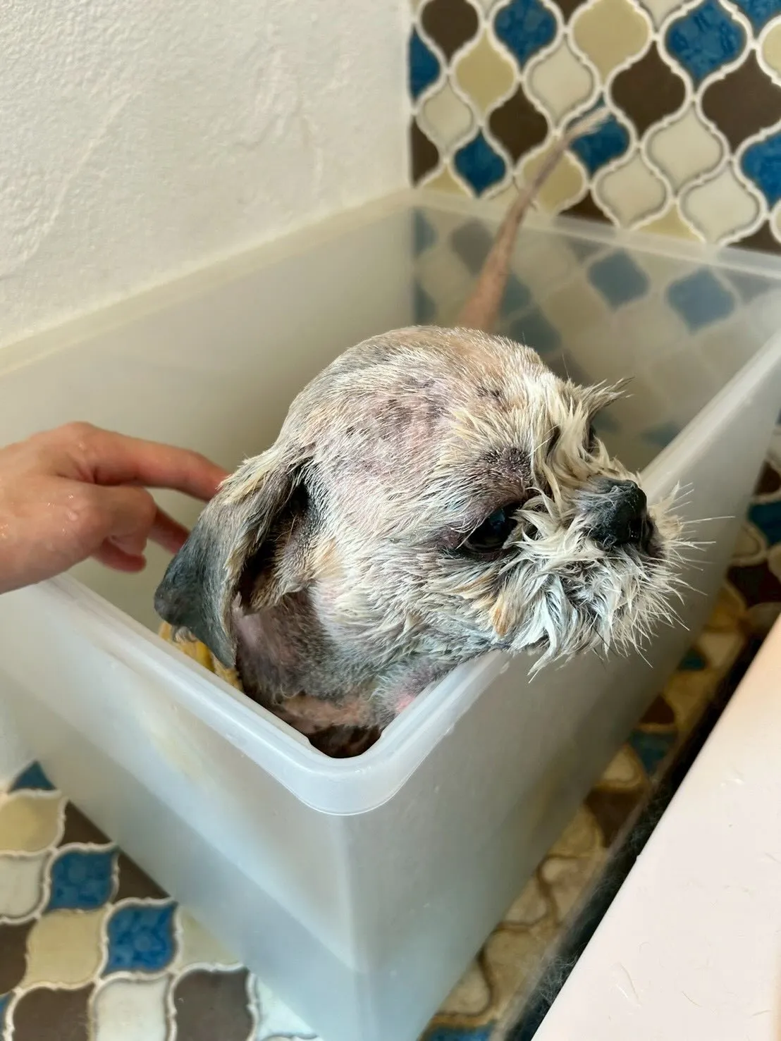 トリミングサロンに遊びに来たワンちゃんたちをご紹介！🐾✨