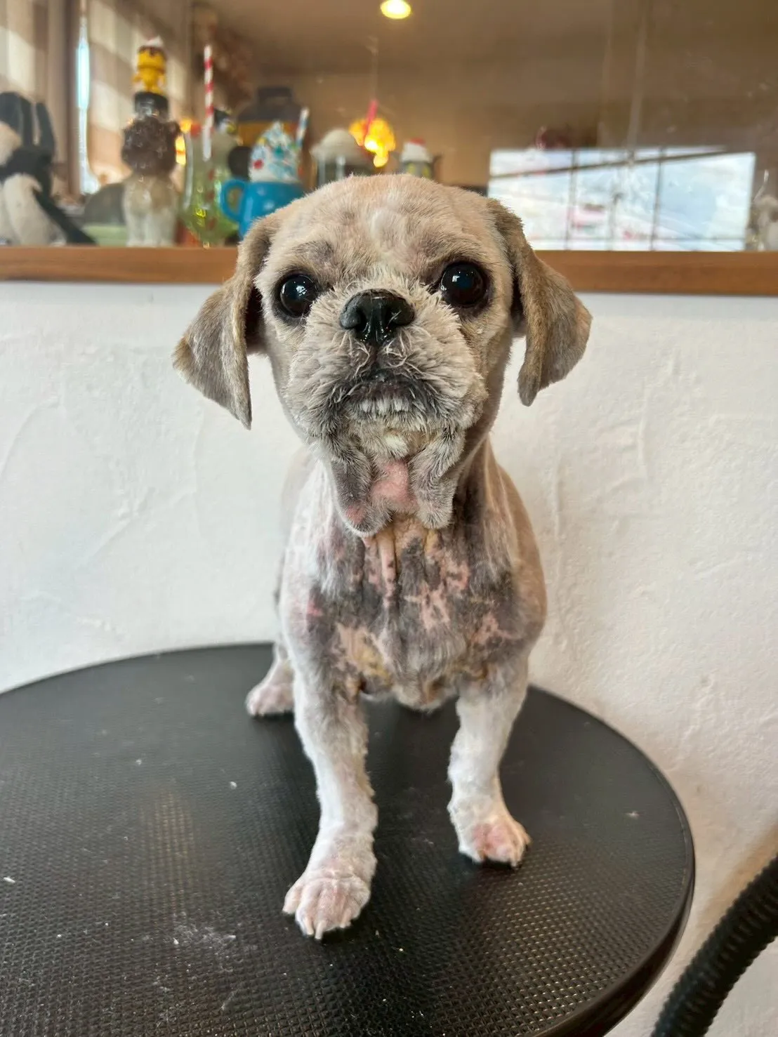 トリミングサロンに遊びに来たワンちゃんたちをご紹介！🐾✨