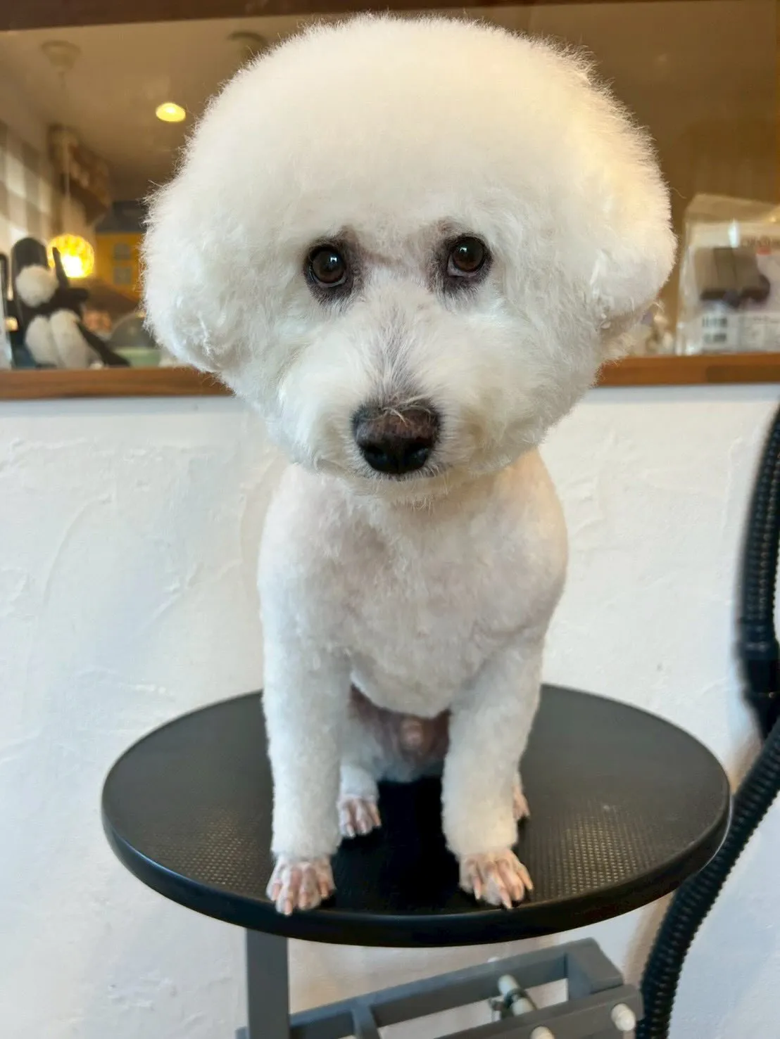 トリミングサロンに遊びに来たワンちゃんたちをご紹介！🐾✨