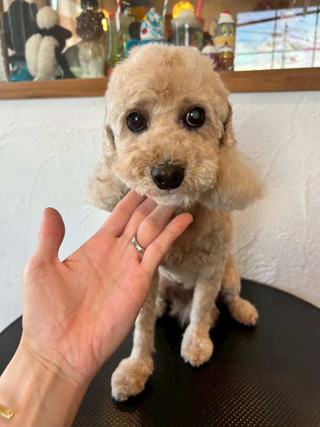 トリミングサロンに遊びに来たワンちゃんたちをご紹介！🐾✨