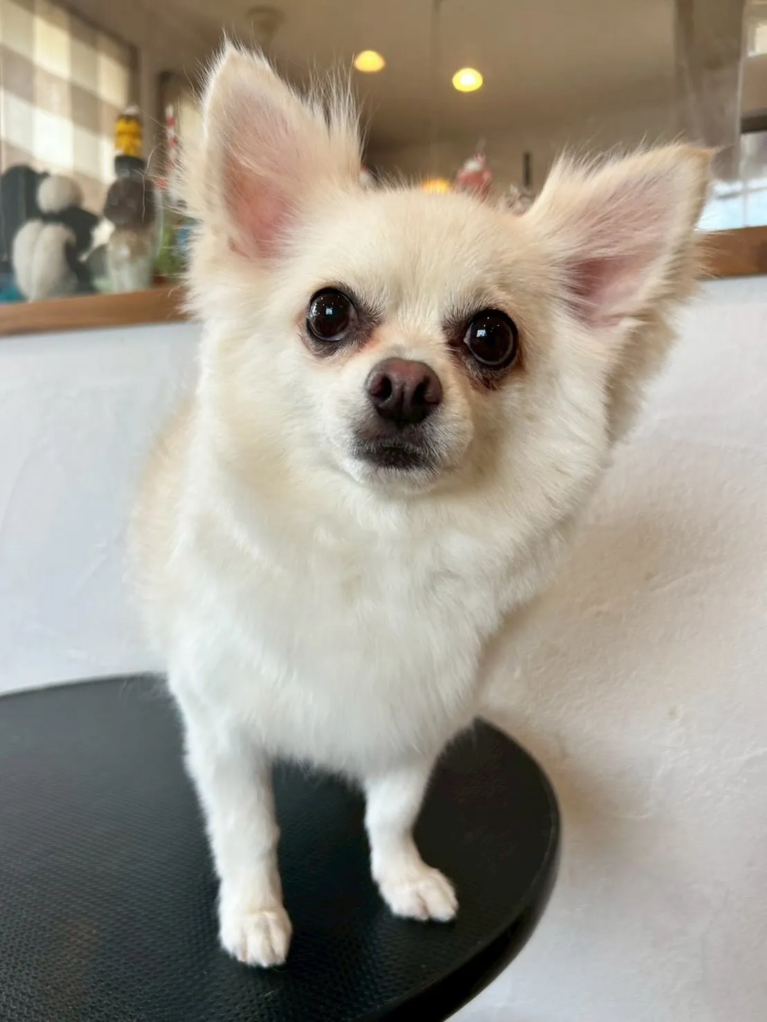 🐾🐶✨ トリミングサロンでの素敵な1日をご紹介します！