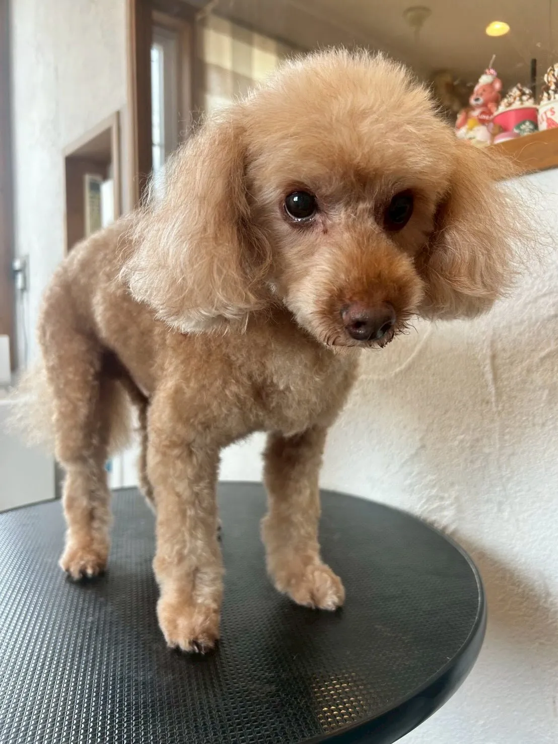 🐾🐶✨ トリミングサロンでの素敵な1日をご紹介します！