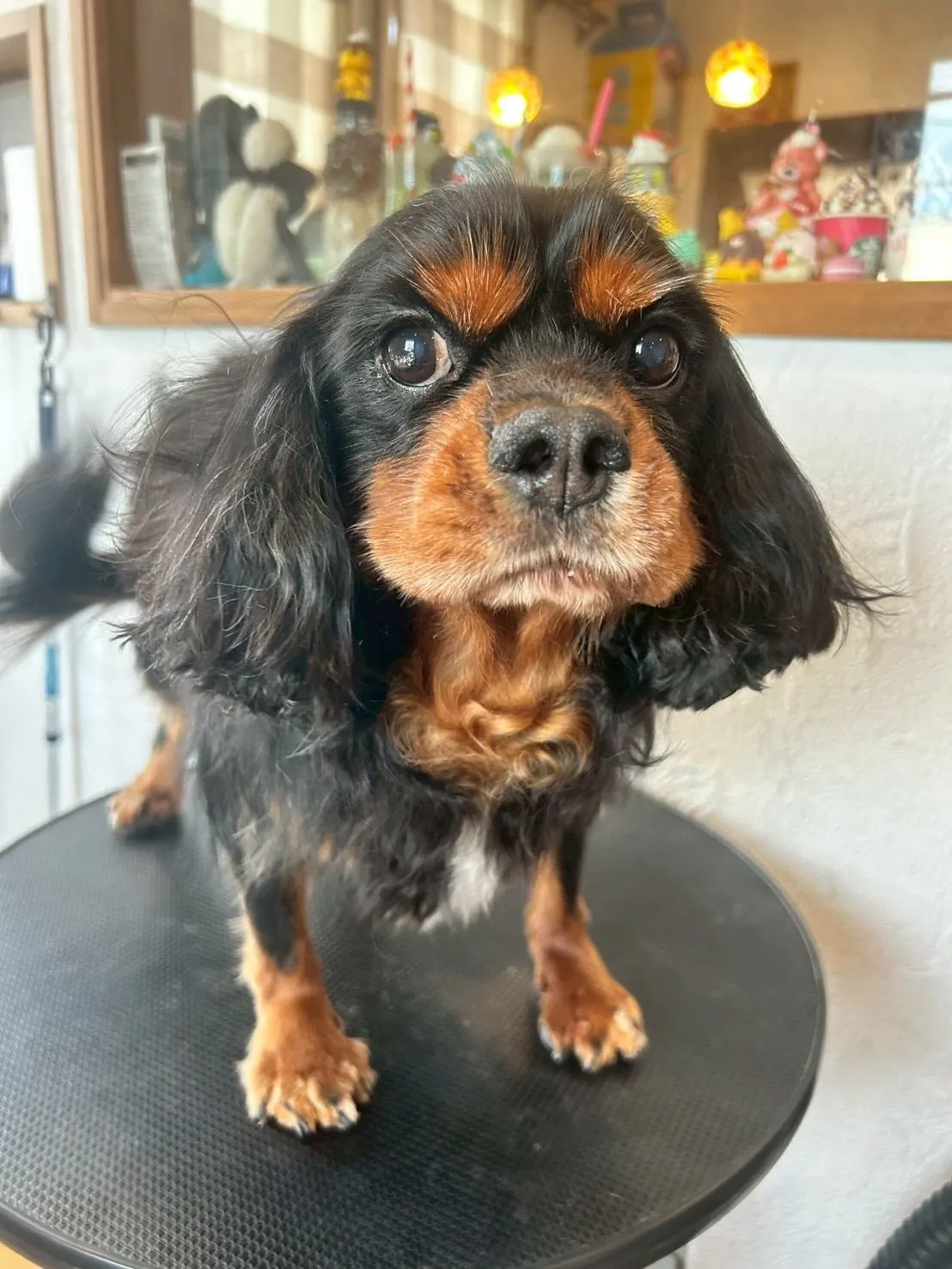 🐾🐶✨ トリミングサロンでの素敵な1日をご紹介します！